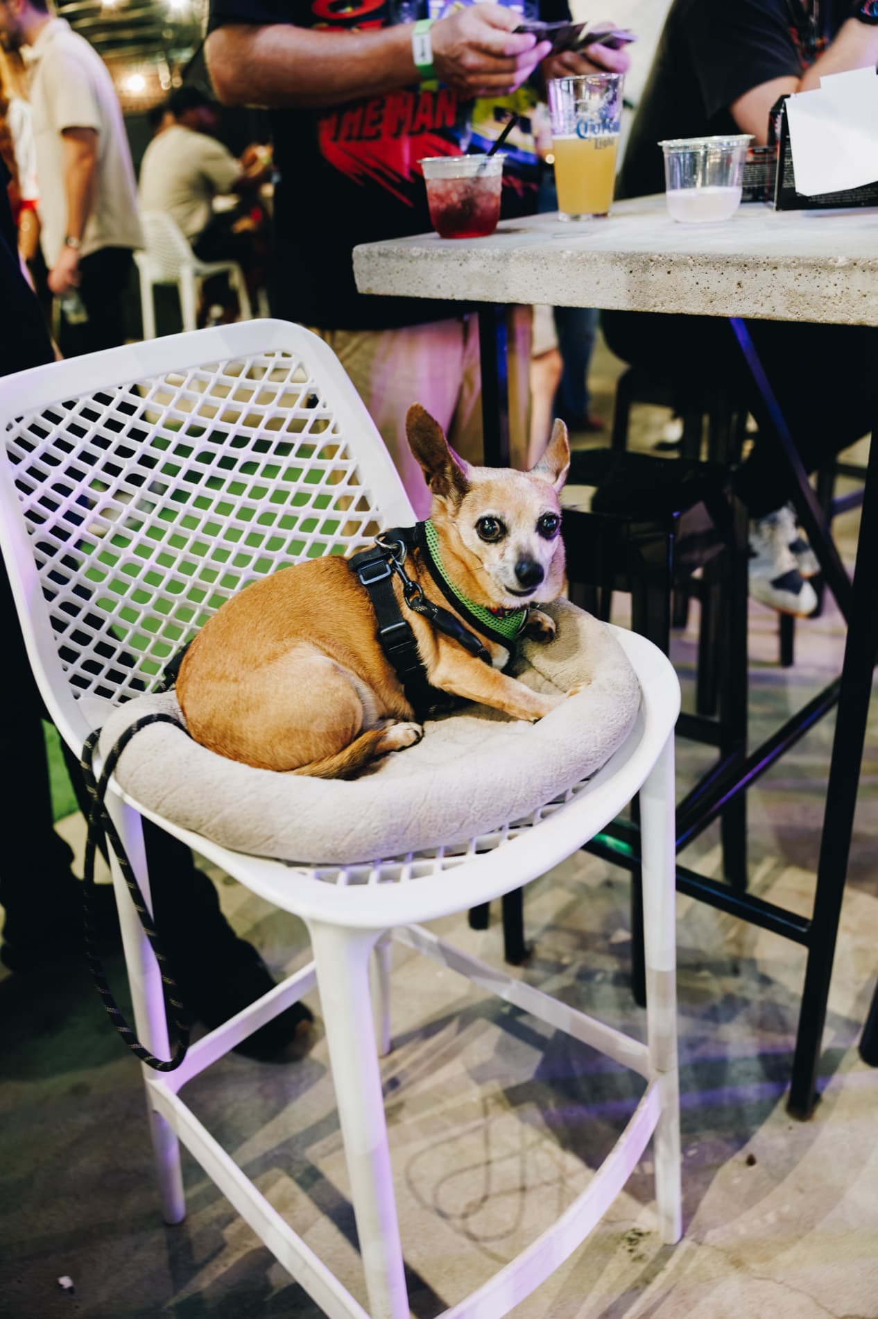A small tan dog wearing a harness rests on a cushioned white chair beside a high table with drinks while people stand nearby.
